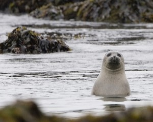 Seal: to club, or not to club? Photo: Mike Baird