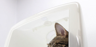 Your Cat Can Take A Nap In This iMac