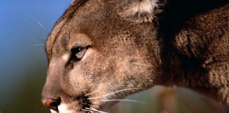 OS X Mountain Lion 10.8.4 Beta Released To Developers