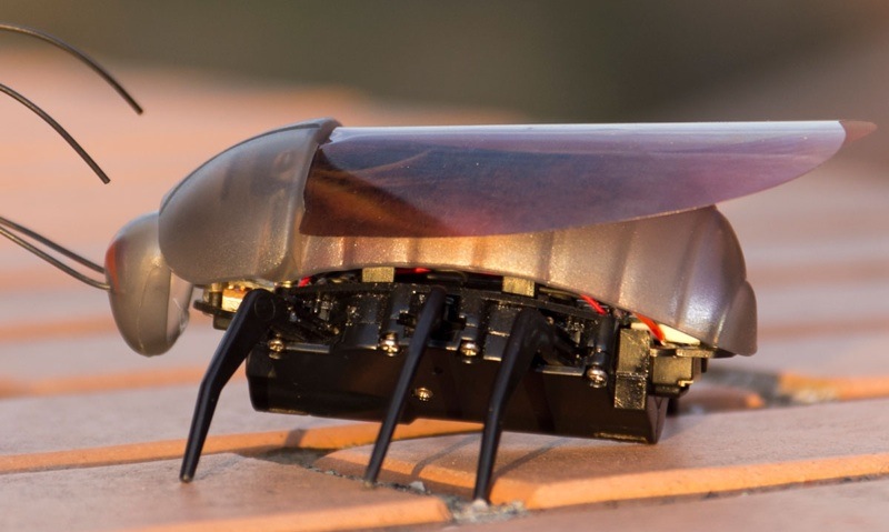 ibug_deals