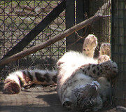 Snow Leopard Release Date